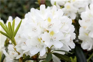 - Rhododendron 'Album Novum'  - Rhododendron 'Album Novum'