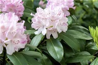 - Rhododendron 'Album Novum'  - Rhododendron 'Album Novum'