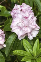 - Rhododendron 'Album Novum'  - Rhododendron 'Album Novum'