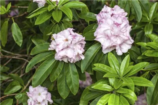 - Rhododendron 'Album Novum'  - Rhododendron 'Album Novum'