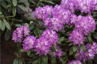 - Rhododendron 'Alfred'  - Rhododendron 'Alfred'