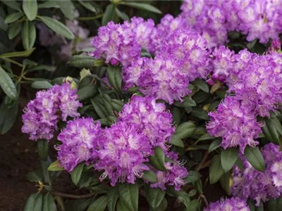 - Rhododendron 'Alfred'  - Rhododendron 'Alfred'