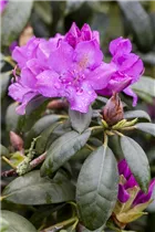 - Rhododendron 'Alfred'  - Rhododendron 'Alfred'