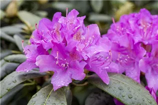 - Rhododendron 'Alfred'  - Rhododendron 'Alfred'