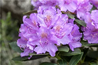 - Rhododendron 'Alfred'  - Rhododendron 'Alfred'