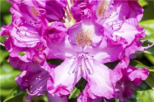 - Rhododendron 'Alfred'  - Rhododendron 'Alfred'