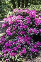 - Rhododendron 'Alfred'  - Rhododendron 'Alfred'