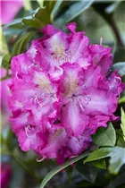 - Rhododendron 'Alfred'  - Rhododendron 'Alfred'