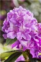 - Rhododendron 'Alfred'  - Rhododendron 'Alfred'