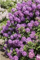 - Rhododendron 'Alfred'  - Rhododendron 'Alfred'