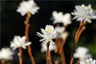  - Rhododendron canadense 'Album'