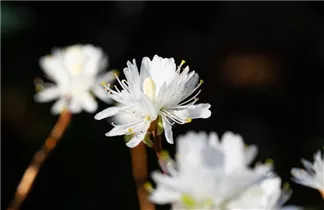  - Rhododendron canadense 'Album'