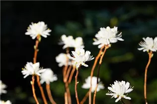  - Rhododendron canadense 'Album'