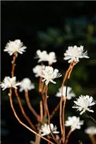  - Rhododendron canadense 'Album'