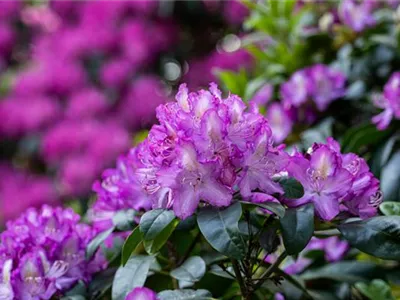 - Rhododendron 'Alma'  - Rhododendron 'Alma'