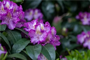 - Rhododendron 'Alma'  - Rhododendron 'Alma'