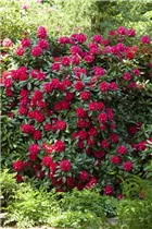 - Rhododendron 'Caractacus'  - Rhododendron 'Caractacus'