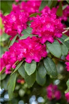 - Rhododendron 'Caractacus'  - Rhododendron 'Caractacus'
