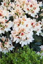 - Rhododendron 'Amber Kiss'  - Rhododendron 'Amber Kiss'