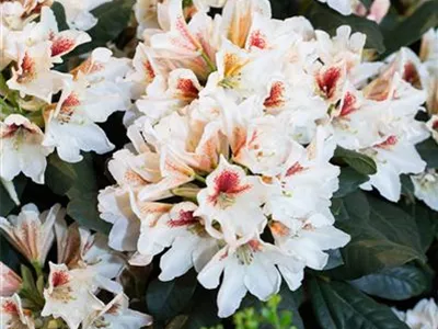 - Rhododendron 'Amber Kiss'  - Rhododendron 'Amber Kiss'