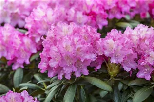 - Rhododendron 'Anastasia'®  - Rhododendron 'Anastasia'®