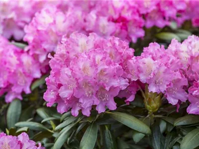 - Rhododendron 'Anastasia'®  - Rhododendron 'Anastasia'®