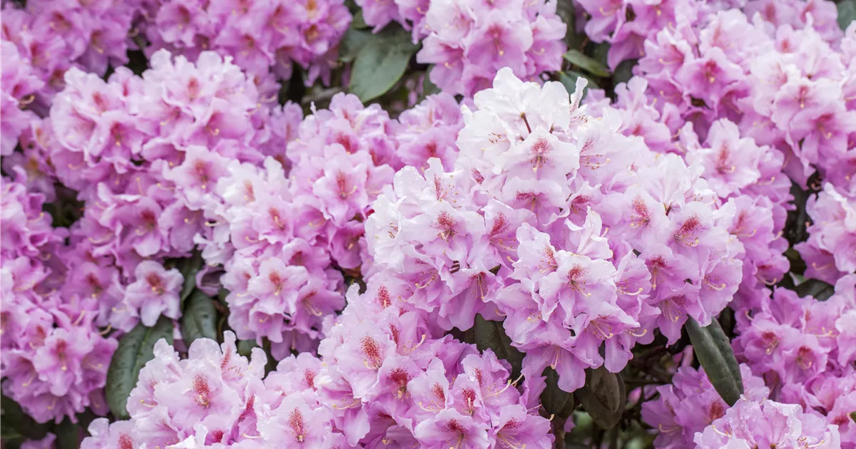 rhododendron salbe jso Premier Plant Solutions 11931 Rhododendron Nova Zembla, 3 Gallon
