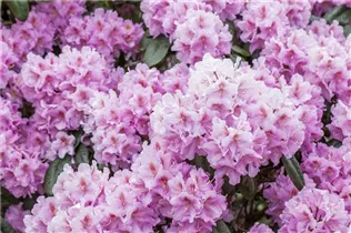  - Rhododendron carolinianum 'Checkmate'