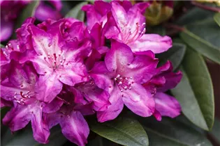 - Rhododendron 'Anatevka'  - Rhododendron 'Anatevka'