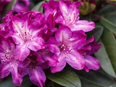- Rhododendron 'Anatevka'  - Rhododendron 'Anatevka'