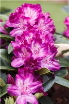 - Rhododendron 'Anatevka'  - Rhododendron 'Anatevka'