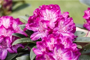 - Rhododendron 'Anatevka'  - Rhododendron 'Anatevka'