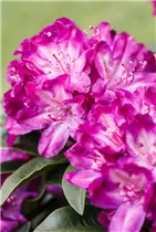- Rhododendron 'Anatevka'  - Rhododendron 'Anatevka'