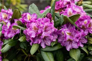 - Rhododendron 'Anatevka'  - Rhododendron 'Anatevka'