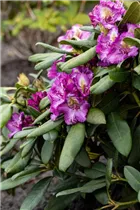 - Rhododendron 'Anatevka'  - Rhododendron 'Anatevka'