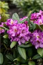 - Rhododendron 'Anatevka'  - Rhododendron 'Anatevka'