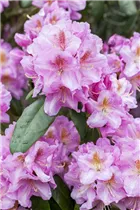  - Rhododendron carolinianum 'Olga'