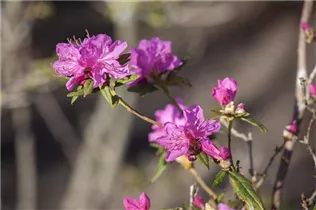  - Rhododendron dauricum 'Boskoop Ostara'