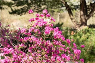  - Rhododendron dauricum 'Boskoop Ostara'