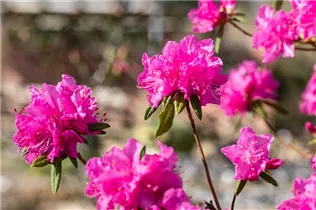  - Rhododendron dauricum 'Boskoop Ostara'