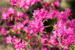  - Rhododendron dauricum 'Boskoop Ostara'