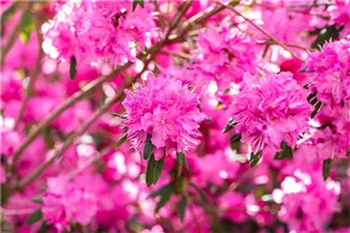  - Rhododendron dauricum 'Boskoop Ostara'