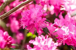  - Rhododendron dauricum 'Boskoop Ostara'