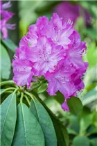  - Rhododendron carolinianum 'P.J. Mezitt'