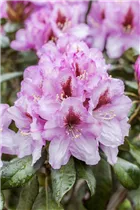  - Rhododendron 'Diadem'