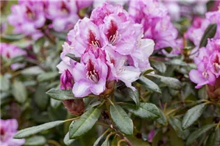  - Rhododendron 'Diadem'