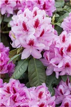  - Rhododendron 'Diadem'
