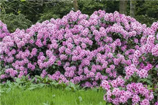  - Rhododendron 'Diadem'