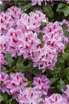  - Rhododendron 'Diadem'