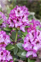  - Rhododendron 'Diadem'